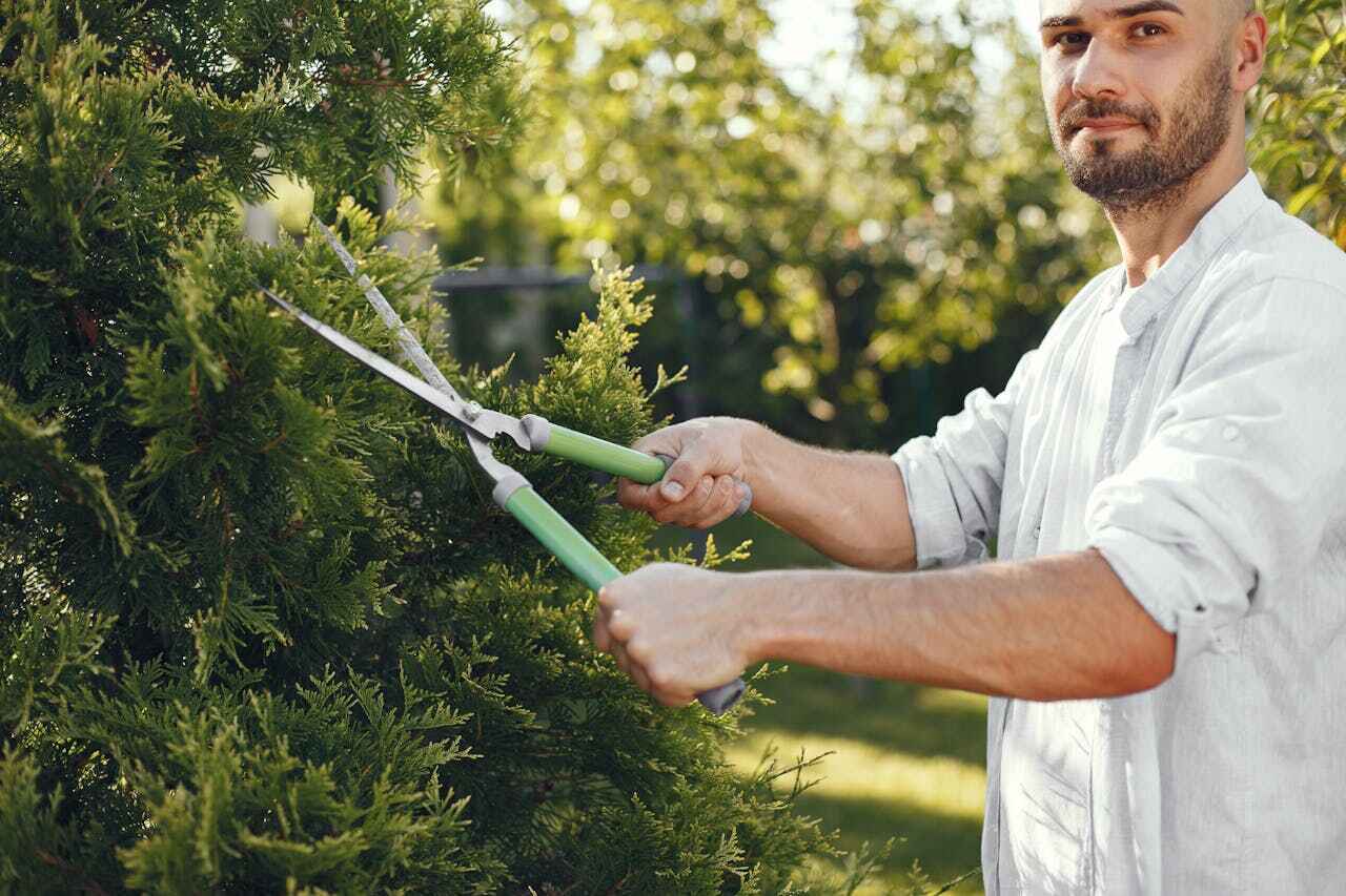 Best Arborist Services Near Me  in Cocoa, FL